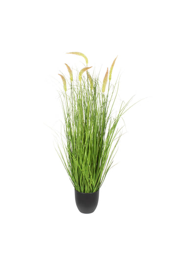 CAPIM RABO-DE-RAPOSA VD/AM 94CM Cod: 8977