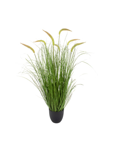 CAPIM RABO-DE-RAPOSA VD/AM 94CM Cod: 8977
