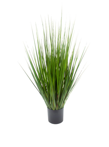 CAPIM MOREIA EM POTE 134CM Cod: 8978