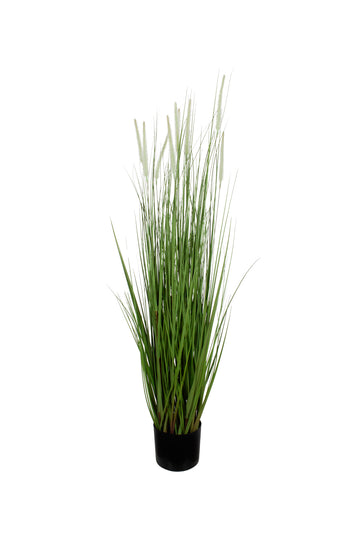 CAPIM MOREIA EM POTE 117CM Cod: 8979