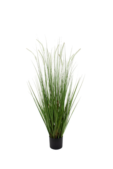 CAPIM MOREIA EM POTE 117CM Cod: 8979