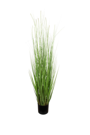CAPIM MOREIA EM POTE 150CM Cod: 8980