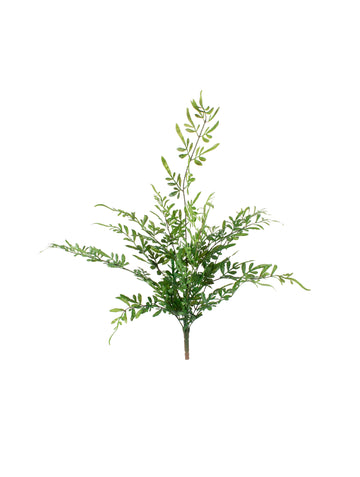 SAMAMBAIA-TREPADEIRA X13 70CM Cod: 8988