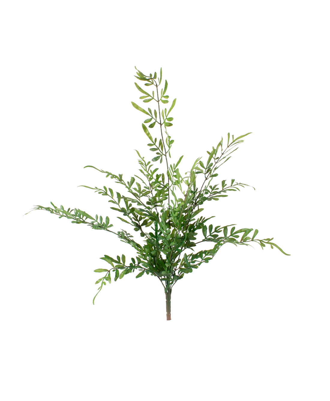 SAMAMBAIA-TREPADEIRA X13 70CM Cod: 8988