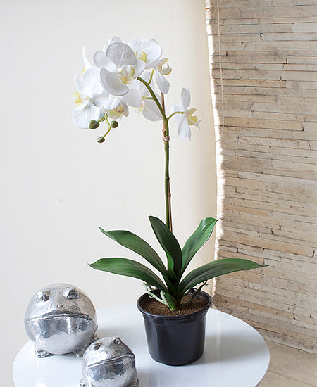 ORQ. PHALAENOPSIS BR X1 EM VPP 70CM Cod: A4938