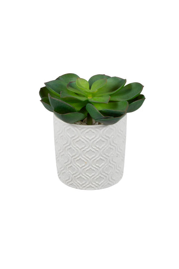 SUCULENTA EM CER/BCA 12CM Cod: A5635