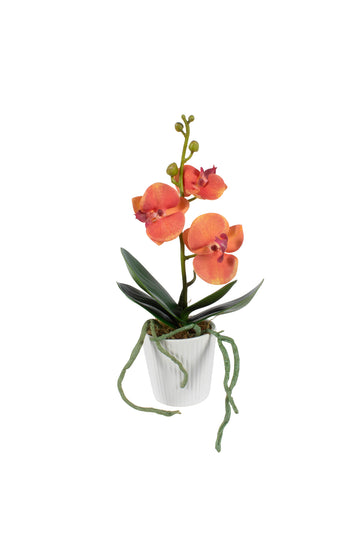 ORQ. PHALAENOPSIS LE  X1 EM CER, 32 CM Cod: A6058LE