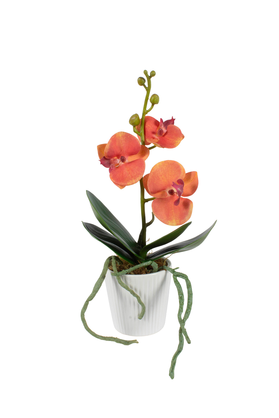 ORQ. PHALAENOPSIS LE  X1 EM CER, 32 CM Cod: A6058LE