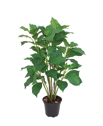 ARBUSTO DE HORTENSIA EM POTE 80CM Cod: A6098