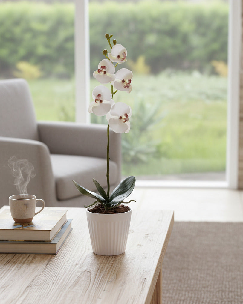 ORQ. PHALAENOPSIS BF X1 EM POTE 38CM Cod: A6171