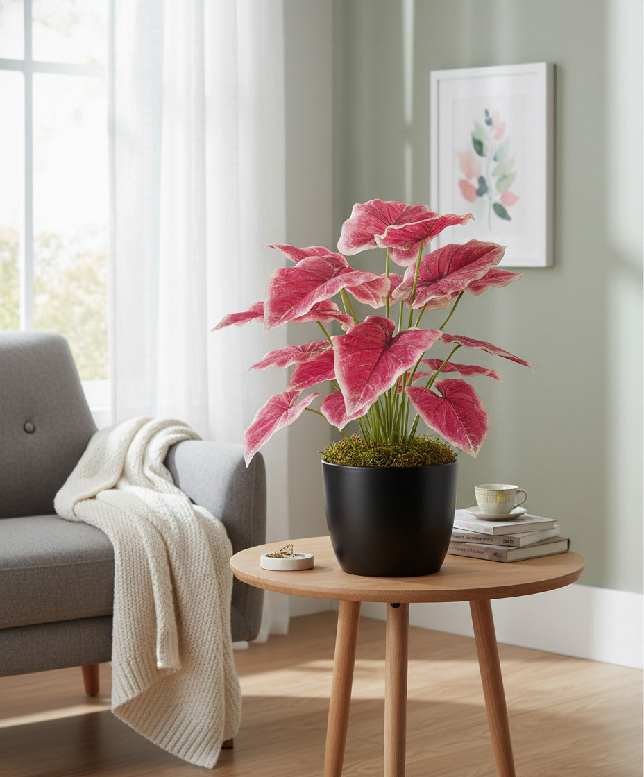 CALADIUM MV X 15 EM POTE PVC 75CM Cod: A6283