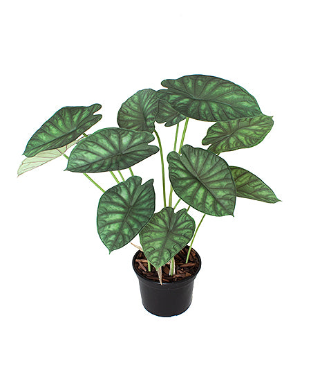 ARR: ALOCASIA CASCO-DE-TARTARUGA X12 EM VPP 70 CM Cod: A6285