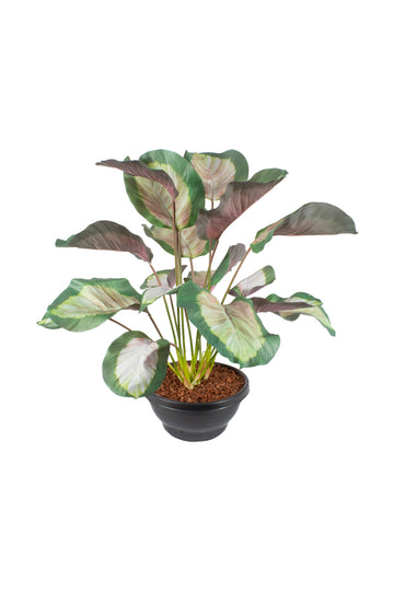 MARANTAS X18 PK NO POTE PVC 75CM Cod: A6324-PK