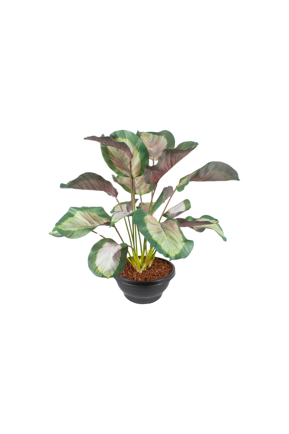 MARANTAS X18 PK NO POTE PVC 75CM Cod: A6324-PK