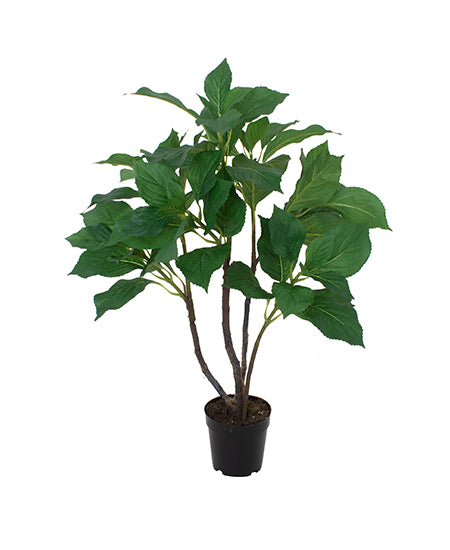 ARBUSTO DE HORTENSIA EM POTE 75CM Cod: A6343