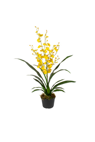 ORQ. ONCIDIUM AM EM POTE PVC 67CM Cod: A6418