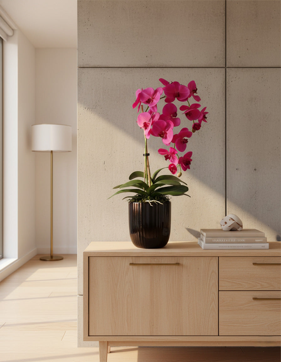 ORQ. PHALAENOPSIS FU X2 EM POTE PVC 70CM Cod: A6421