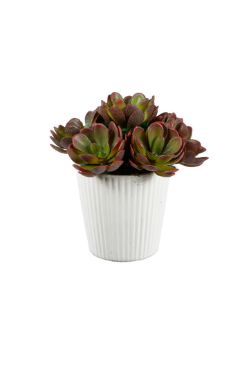 SUCULENTAS VI 13CM Cod: A6434