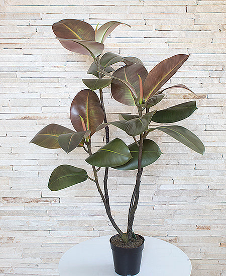 FICUS ELÁSTICA EM POTE PVC 95CM Cod: A6470