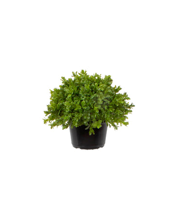 BUXINHO EM POTE PVC 20CM Cod: A6503