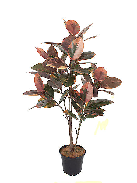 FICUS ELASTICA EM POTE 95CM Cod: A6509