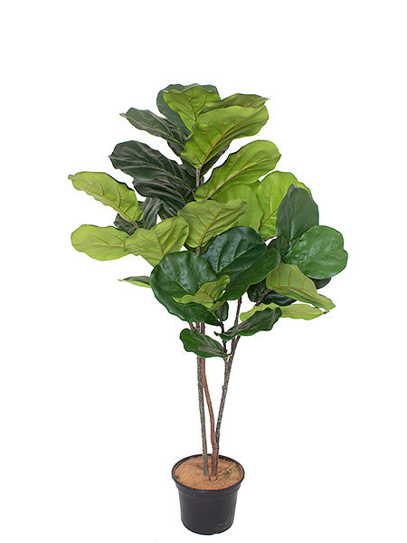 FICUS LIRATA X2 EM POTE 115CM Cod: A6510