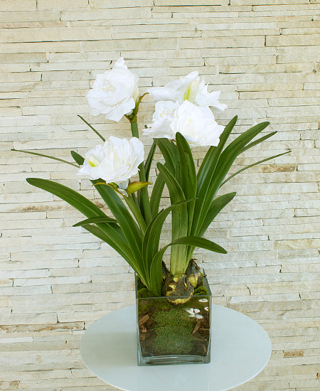 ARR: AMARYLLIS BRANCAS  C/ BULBOS EM VIDRO 72CM Cod: A6517-BR