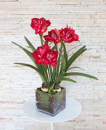 ARR: AMARYLLIS VERMELHAS C/ BULBOS EM VIDRO 72CM Cod: A6517-VM