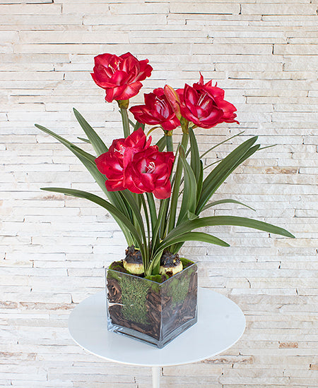 AMARYLLIS 65CM VERMELHA Cod: 3266-VM