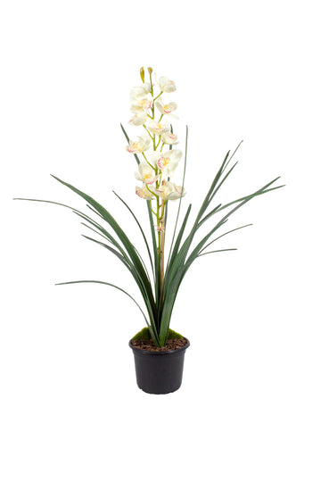 CYMBIDIUM BRANCO NO POTE PLÁSTICO, 78CM Cod: A6525-BR