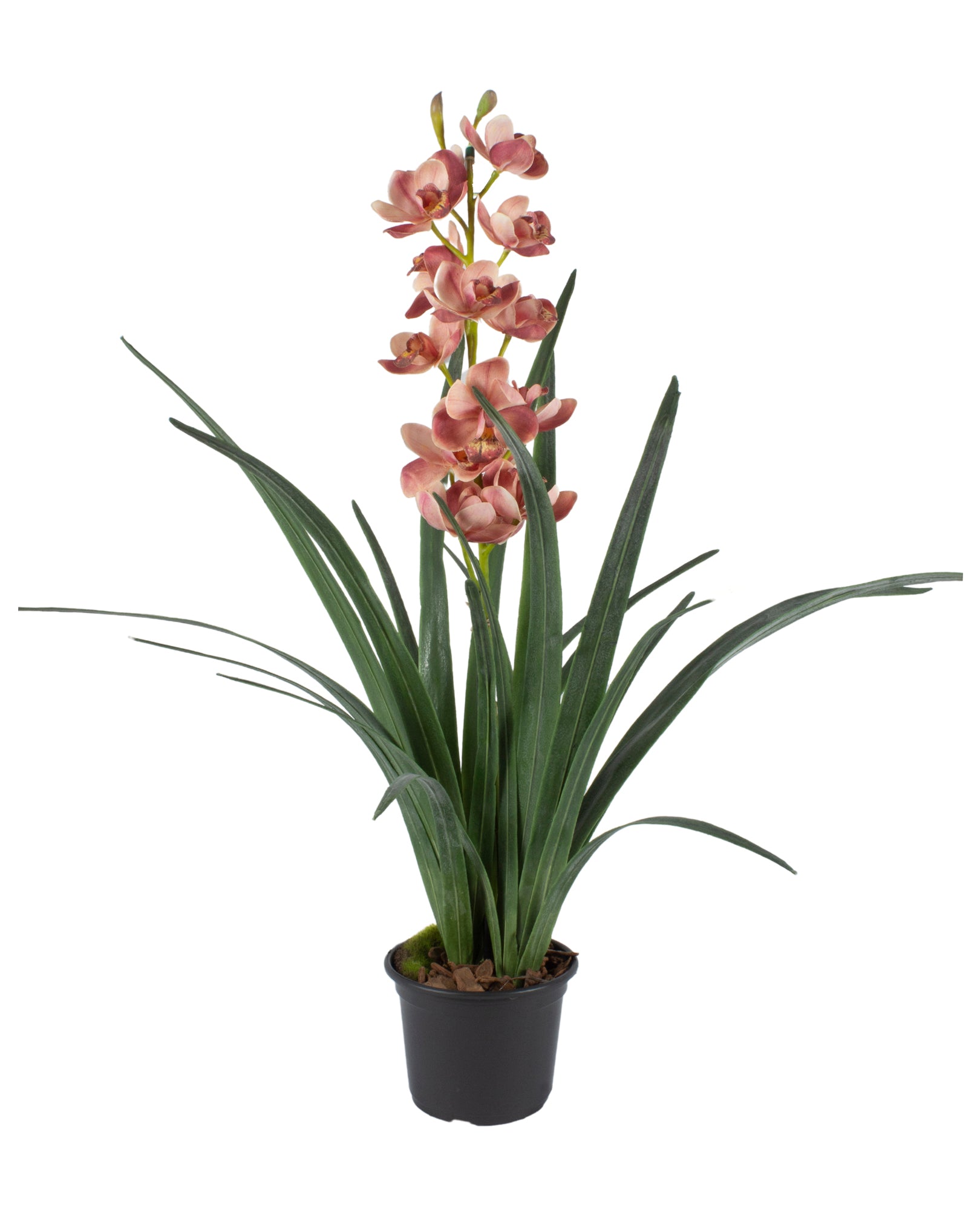 ORQ. CYMBIDIUM X1 FUCSIA EM VPP 78CM Cod: A6525-FU