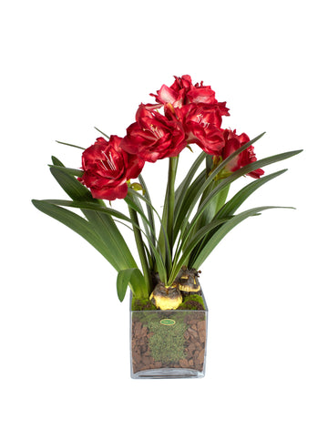 AMARYLLIS VERMELHAS EM VIDRO, 73CM Cod: A6557