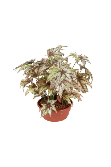 FOLHAGEM BEGONIA ASA DE MORCEGO X4 EM VPP, 45CM Cod: A6603VPP
