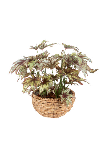 FOLHAGEM BEGONIA ASA DE MORCEGO X4 NO CAHEPOT 45CM Cod: A6603
