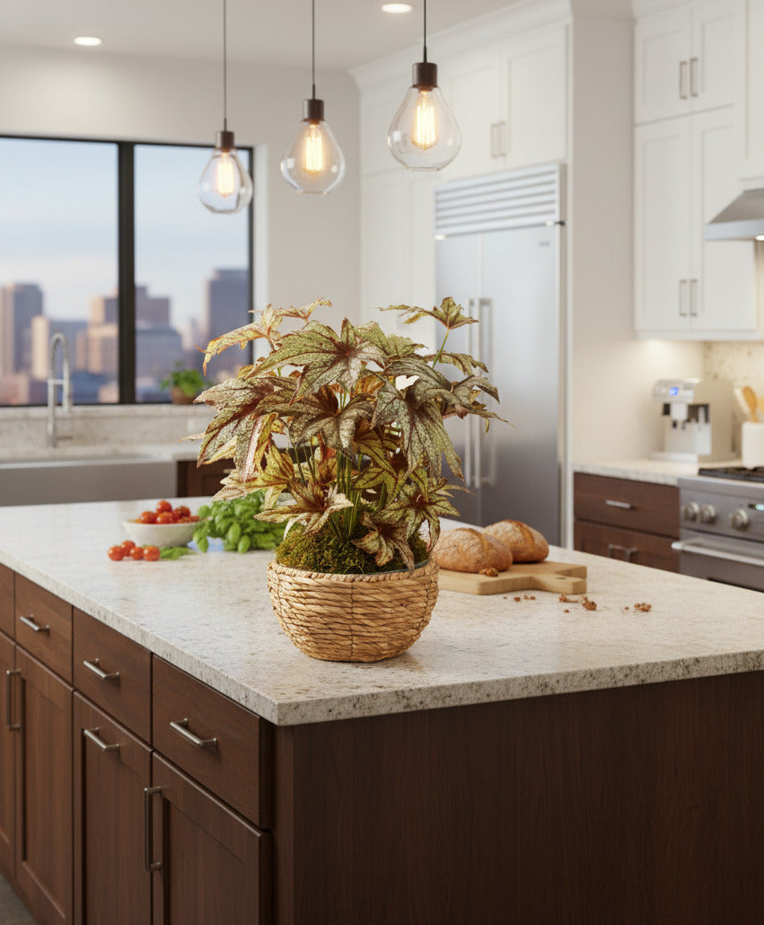 FOLHAGEM BEGONIA ASA DE MORCEGO X4 EM VPP 45CM Cod: A6603