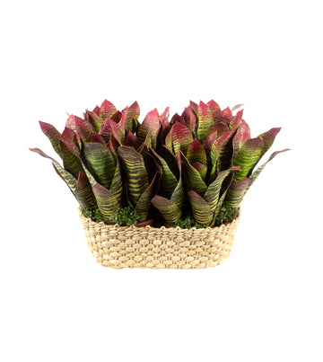 BROMELIAS EM CESTO OVAL VD/VM, 30cm Cod: A6687