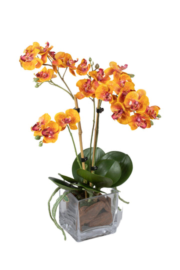 ORQ. PHALAENOPSIS MINI EM VIDRO, 42CM GOLD Cod: A6689-AL