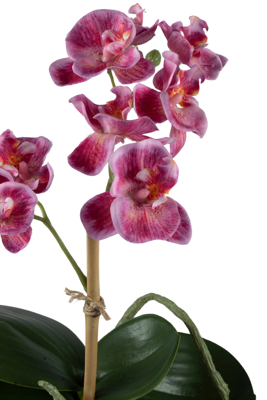 ORQ. PHALAENOPSIS MINI EM VIDRO 30CM FUCSIA Cod: A6690-FU