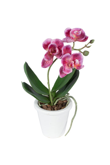 ORQ. PHALAENOPSIS MINI EM CER 25CM, FUCSIA Cod: A6691-FU