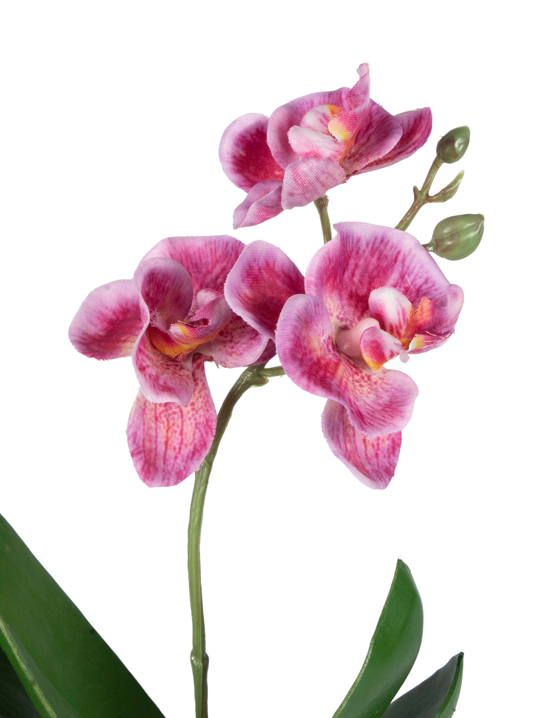 ORQ. PHALAENOPSIS MINI EM CER 25CM, FUCSIA Cod: A6691-FU