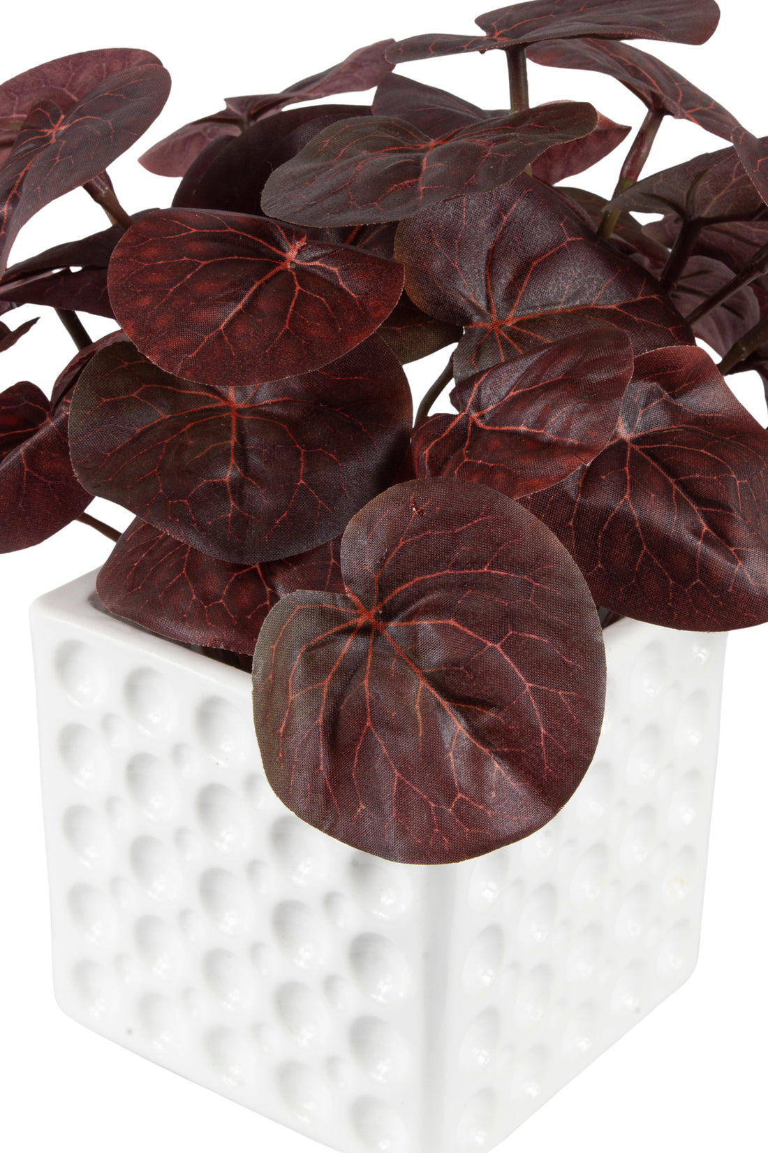 PEPEROMIA CAPERATA BORDO EM CERAMICA, 20CM Cod: A6694