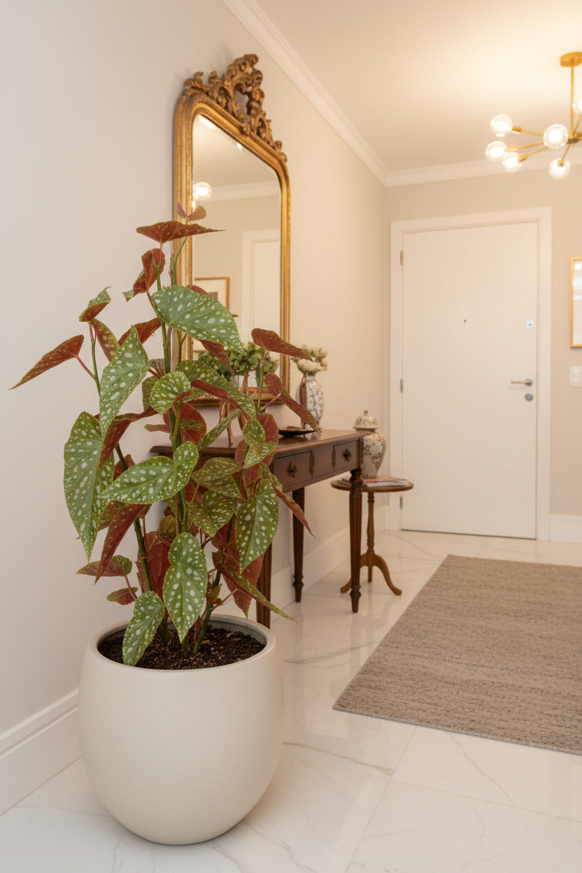 BEGONIA MACULATA EM VPP 90CM Cod: A6725