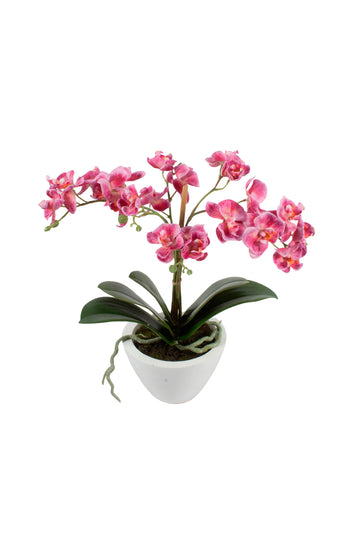 ORQ. PHALAENOPSIS FUCSIA EM CACHEPOT BRANCO,  40CM Cod: A6726