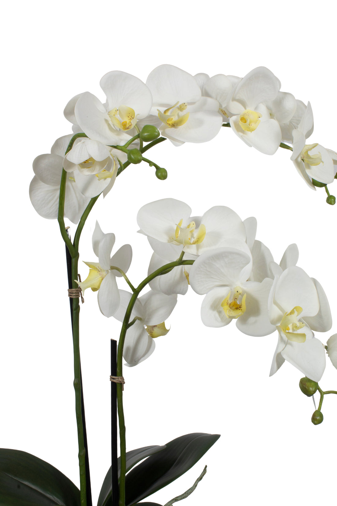 ORQ. PHALAENOPSIS BR X2, 2 FLS, 70CM Cod: A6737