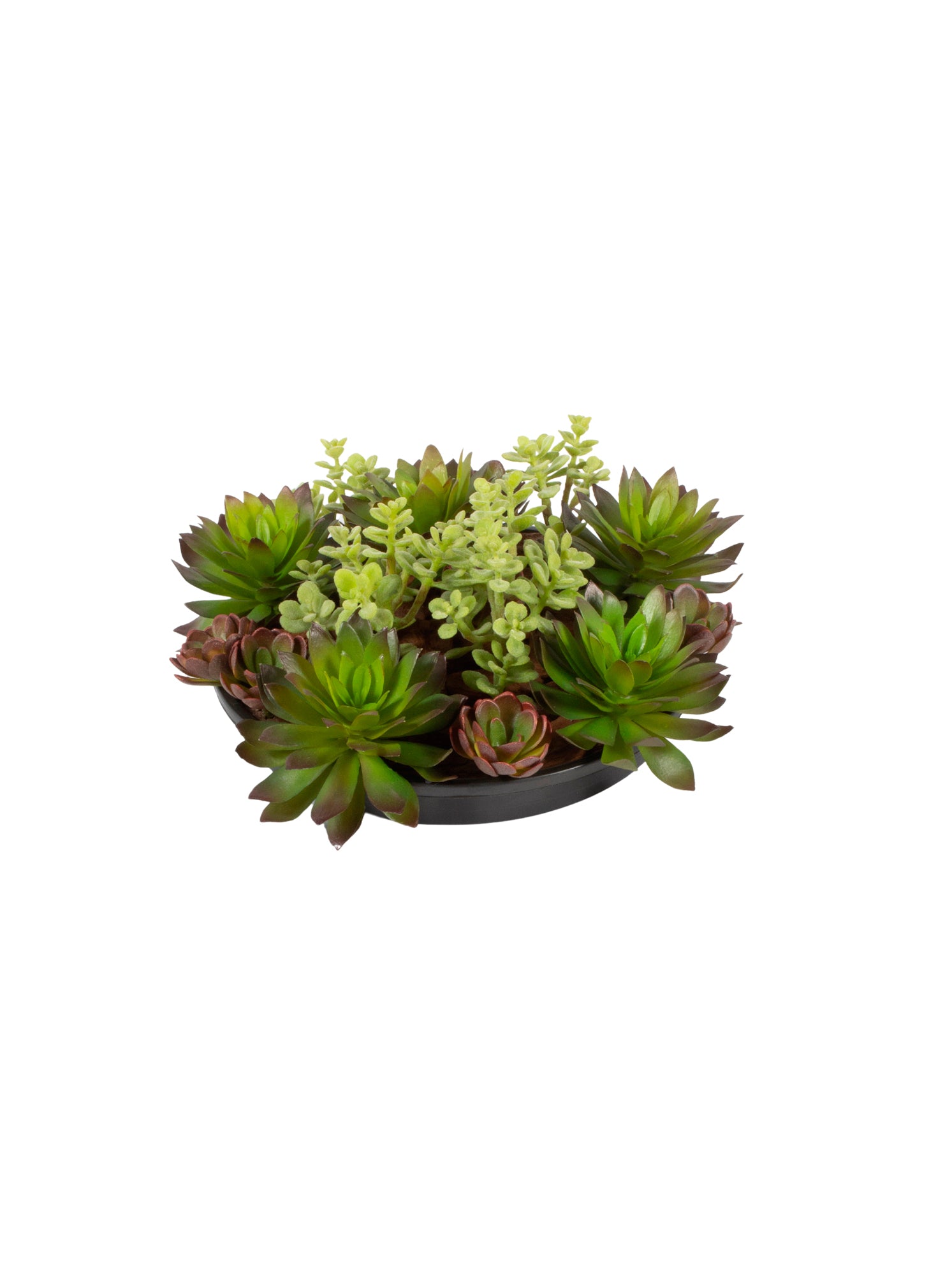 JARDIM DE SUCULENTAS EM VPP, 17CM DIAM Cod: A6746A