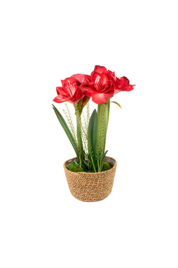 AMARYLLIS X2 NO CESTO VERMELHA 48CM Cod: A6750