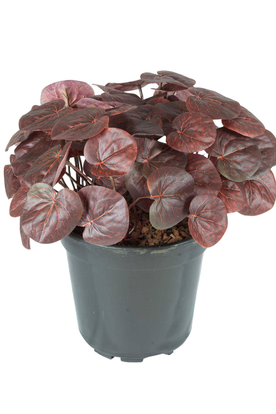 PEPERÔMIA CAPERATA BORDÔ NO POTE 30CM Cod: A6755