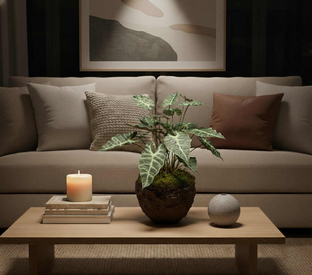 ALOCASIA AMAZÔNICA EM POTE, 65 CM Cod: A6779