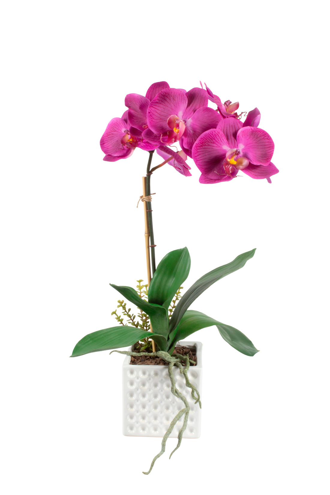 ORQ. PHALAENOPSIS X1 FU EM CER 52 CM Cod: A6806