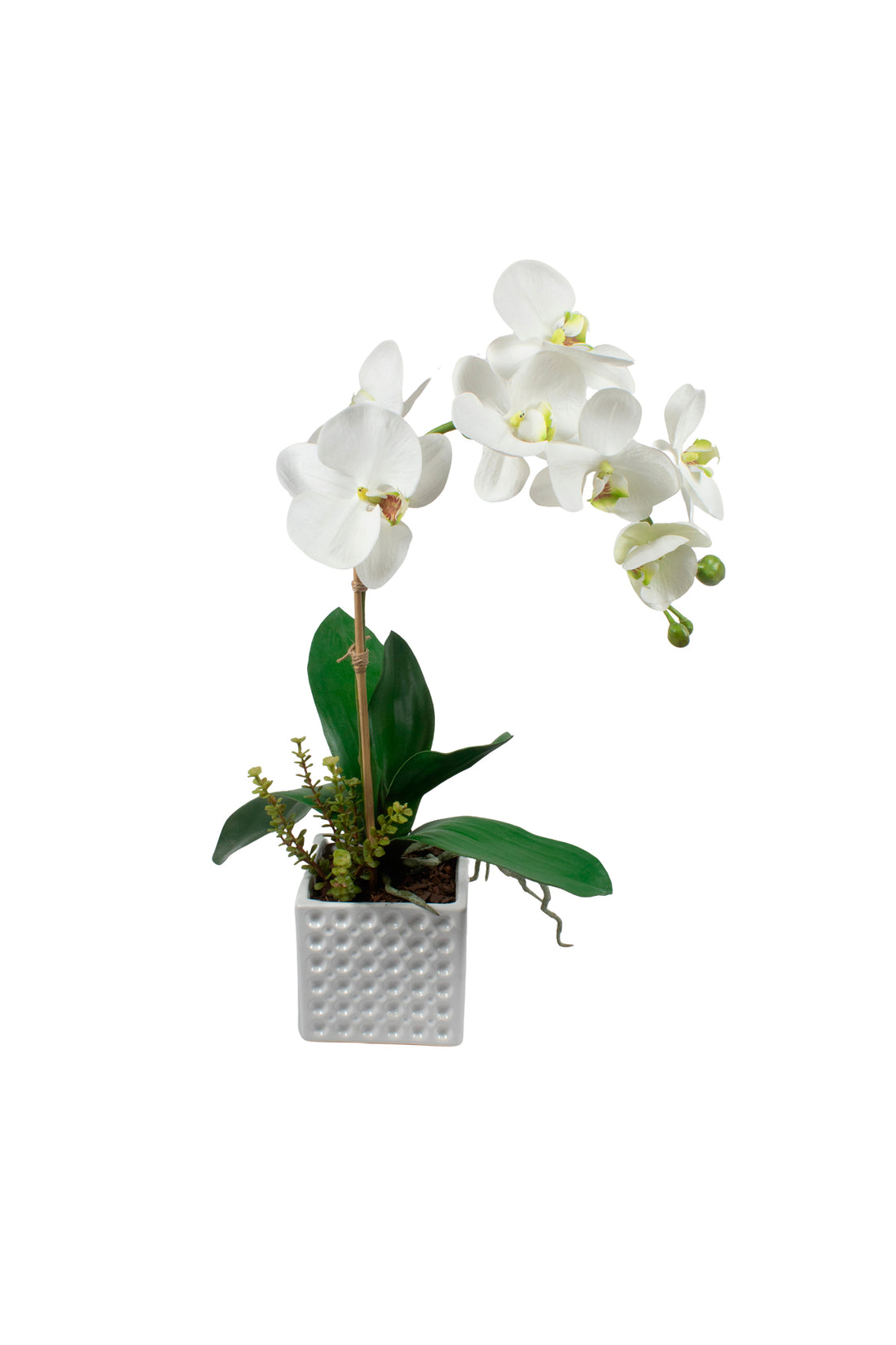 ORQ. PHALAENOPSIS X1 BR EM CER, 52 CM Cod: A6806